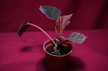 Load image into Gallery viewer, Begonia Species Ex Madagascar Ultra Rare
