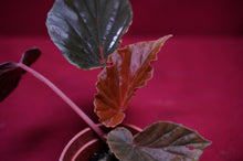Load image into Gallery viewer, Begonia Species Ex Madagascar Ultra Rare
