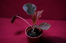 Load image into Gallery viewer, Begonia Species Ex Madagascar Ultra Rare
