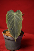 Load image into Gallery viewer, Philodendron Splendid 4" Pot
