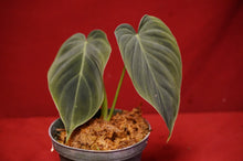 Load image into Gallery viewer, Philodendron Splendid 4" Pot
