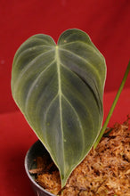 Load image into Gallery viewer, Philodendron Splendid 4" Pot
