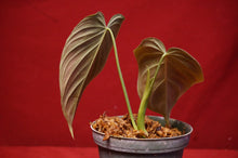Load image into Gallery viewer, Philodendron Splendid 4" Pot
