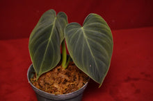 Load image into Gallery viewer, Philodendron Splendid 4" Pot
