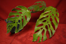 Load image into Gallery viewer, Monstera Dubia Mature Form Exact Plant
