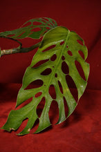 Load image into Gallery viewer, Monstera Dubia Mature Form Exact Plant
