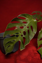 Load image into Gallery viewer, Monstera Dubia Mature Form Exact Plant
