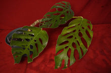 Load image into Gallery viewer, Monstera Dubia Mature Form Exact Plant
