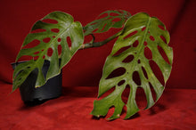 Load image into Gallery viewer, Monstera Dubia Mature Form Exact Plant
