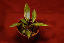 Load image into Gallery viewer, Philodendron Orange Princess Marble Exact Plant
