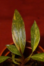 Load image into Gallery viewer, Philodendron Orange Princess Marble Exact Plant

