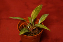 Load image into Gallery viewer, Philodendron Orange Princess Marble Exact Plant
