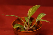 Load image into Gallery viewer, Philodendron Orange Princess Marble Exact Plant

