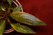 Load image into Gallery viewer, Philodendron Orange Princess Marble Exact Plant
