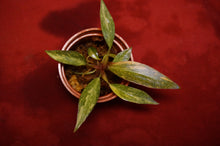 Load image into Gallery viewer, Philodendron Orange Princess Marble Exact Plant
