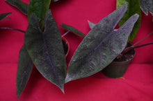 Load image into Gallery viewer, Alocasia Scalprum 4" Pot
