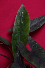 Load image into Gallery viewer, Alocasia Scalprum 4" Pot
