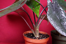 Load image into Gallery viewer, Alocasia Scalprum 4" Pot
