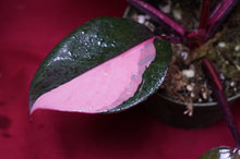 Load image into Gallery viewer, Philodendron Pink Princess NOT From TC 4" Pot
