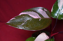 Load image into Gallery viewer, Philodendron Pink Princess NOT From TC 4" Pot
