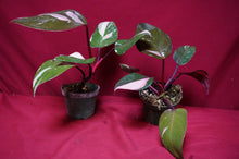 Load image into Gallery viewer, Philodendron Pink Princess NOT From TC 4" Pot
