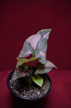 Load image into Gallery viewer, Syngonium Pink Splash 4" Pot
