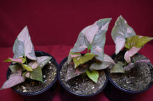 Load image into Gallery viewer, Syngonium Pink Splash 4" Pot
