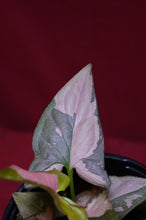 Load image into Gallery viewer, Syngonium Pink Splash 4" Pot
