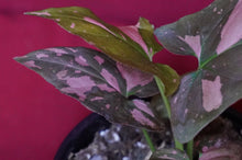 Load image into Gallery viewer, Syngonium Pink Splash 4" Pot
