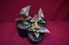 Load image into Gallery viewer, Syngonium Pink Splash 4" Pot
