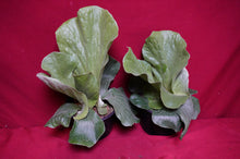 Load image into Gallery viewer, Platycerium Grande 06" Pot Giant Staghorn Fern
