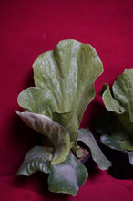 Load image into Gallery viewer, Platycerium Grande 06" Pot Giant Staghorn Fern
