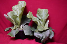 Load image into Gallery viewer, Platycerium Grande 06" Pot Giant Staghorn Fern
