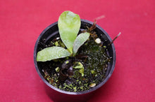 Load image into Gallery viewer, Platycerium Veitchii Auburn River 2" Pot
