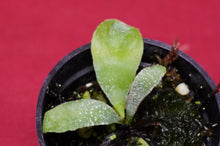 Load image into Gallery viewer, Platycerium Veitchii Auburn River 2" Pot
