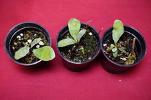 Load image into Gallery viewer, Platycerium Veitchii Auburn River 2" Pot
