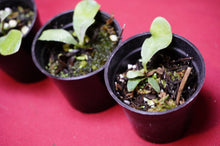 Load image into Gallery viewer, Platycerium Veitchii Auburn River 2" Pot
