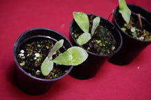Load image into Gallery viewer, Platycerium Veitchii Auburn River 2" Pot
