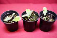 Load image into Gallery viewer, Platycerium Veitchii Auburn River 2" Pot
