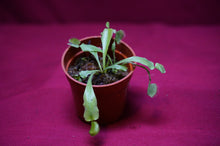 Load image into Gallery viewer, Venus Flytrap Korean Melody Shark 2" Pot

