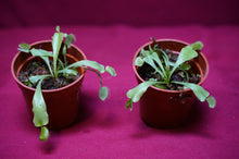 Load image into Gallery viewer, Venus Flytrap Korean Melody Shark 2" Pot
