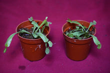 Load image into Gallery viewer, Venus Flytrap Korean Melody Shark 2" Pot
