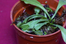 Load image into Gallery viewer, Venus Flytrap Korean Melody Shark 2" Pot
