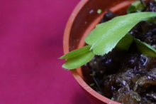 Load image into Gallery viewer, Venus Flytrap Korean Melody Shark 2" Pot
