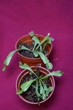 Load image into Gallery viewer, Venus Flytrap Korean Melody Shark 2" Pot
