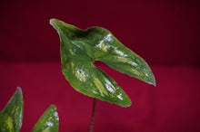 Load image into Gallery viewer, Ulearum Donburnsii Rare Aroid 2" Pot
