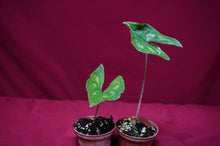 Load image into Gallery viewer, Ulearum Donburnsii Rare Aroid 2" Pot

