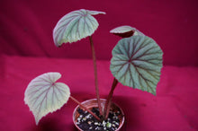Load image into Gallery viewer, Begonia Sericoneura Var, Lindleyana 2" Pot
