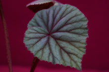 Load image into Gallery viewer, Begonia Sericoneura Var, Lindleyana 2" Pot
