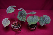 Load image into Gallery viewer, Begonia Sericoneura Var, Lindleyana 2" Pot
